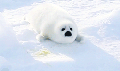 grimphantom:  tomhiddleston: Harp Seal (Phoca groenlandicus)  Grimphantom: so awesome