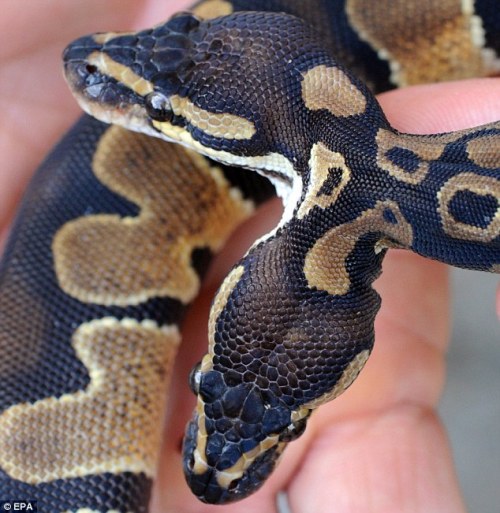 livelyspaghetti:A two-headed royal python born in Weigheim, Germany, back in 2011. Both heads are ac