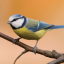 guickenthing