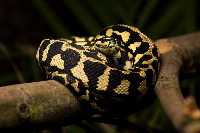 snake-lovers:  Morelia spilota cheynei - female by viridovipera on Flickr.