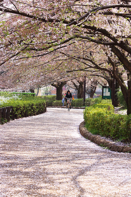 fuckyeahjapanandkorea:散り桜 by * Yumi * on Flickr.