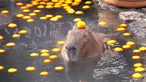 acetheticallynice:A capybara with an orange on its head in the annual capybara open-air bath at the 