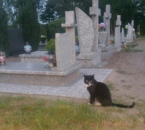 russiacore:New friend: Grave boy