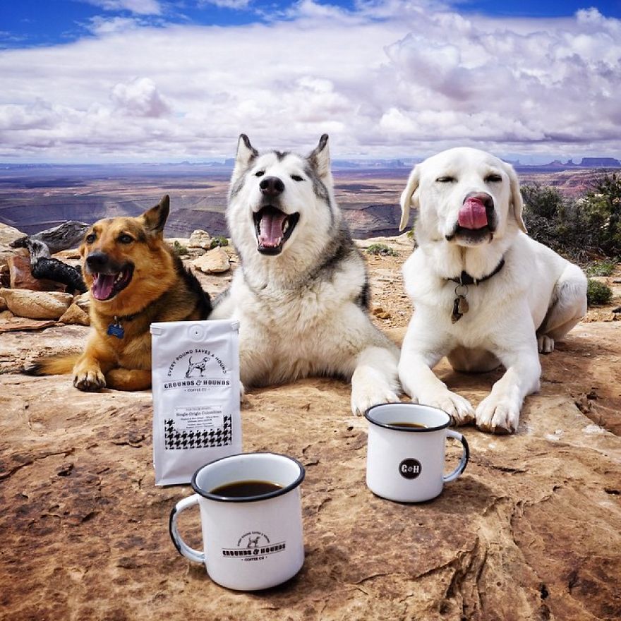 asylum-art-2:  Man takes his dogs on an amazing photographic journey   Breakin’