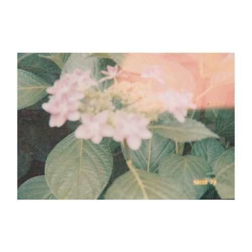 遊び心も大切* . . #hydrangea#紫陽花#あじさい. . https://www.instagram.com/p/BypA70AA_C0/?igshid=v6zuonewfft