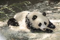 Giantpandaphotos:  Zhen Zhen At The San Diego Zoo, California, On September 1, 2008.