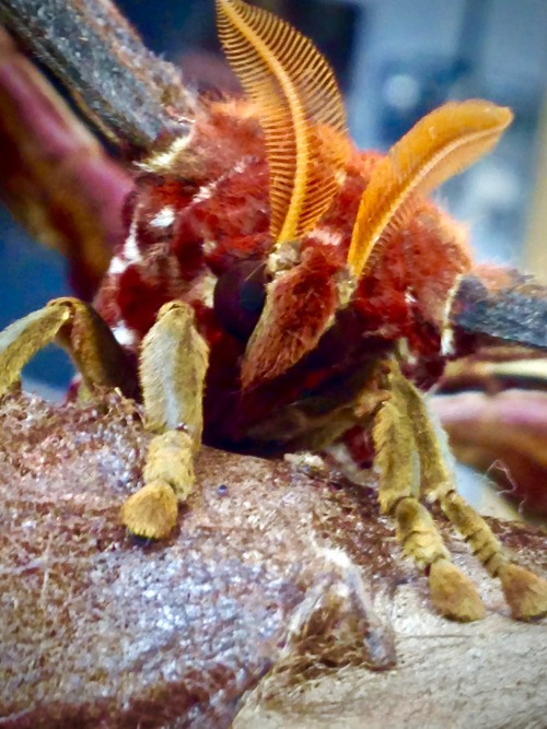 Atlas moth (Attacus atlas) ♀Another pretty girl :)