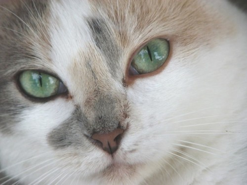 sevenpencee: It’s no secret that cats have incredible low-light vision, able to see clearly wi