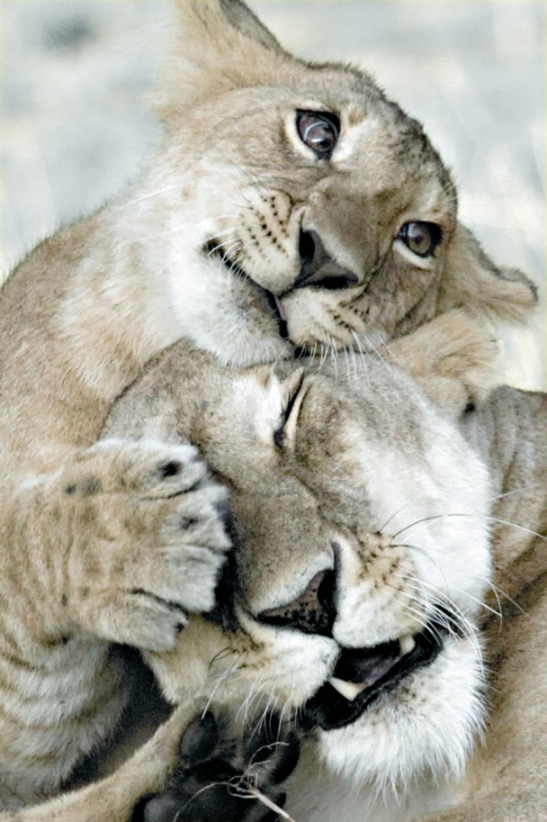 cutestofthecute:  (via)