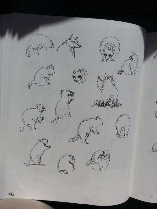 sheepofthewildwest: Sketches from Animal Drawing Day at my school! There was a camel and a raccoon I