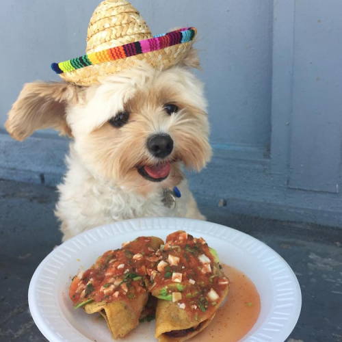 mymodernmet:Starving Stray Dog Is Rescued and Taken to Pet-Friendly Restaurants All Over LA