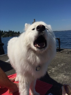 skookumthesamoyed:  No YOU jump in first!