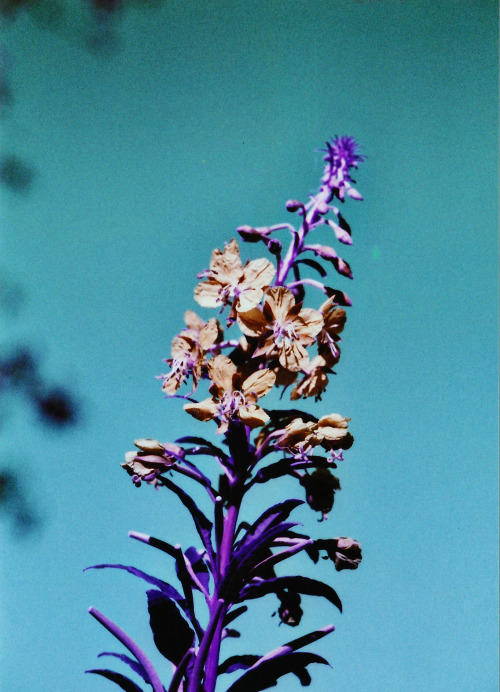 tumblr photo kea-photo 0