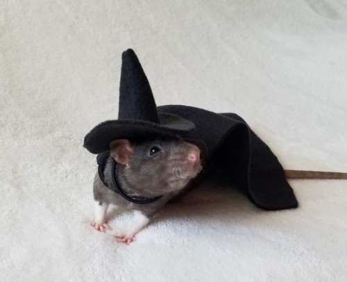 Rats With Hats!