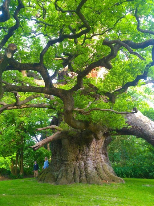 ridinghood57:noiredesire: The Majesty Oak in Fredville Park, Nonington, England is estimated at arou