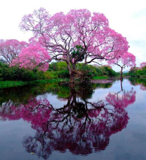 earth-phenomenon:  Piúva Tree (Pink Trum­pet tree) comes from the same family as the Jacaranda tree. Photographed in Brazil.  Been a while since I did a beautiful nature post.