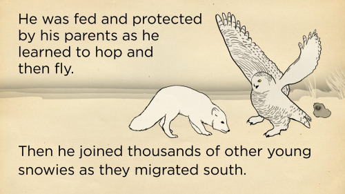 skunkbear:  Thanks to cutting edge tracking technology, Baltimore is probably the best known wild snowy owl in history. You can see real footage of him (not just animations) in our new video: 