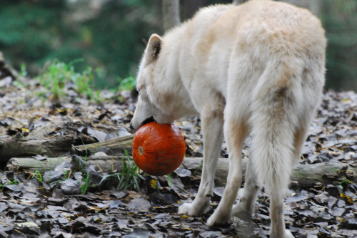 agameofwolves: Have a spooky October, everyone! By OnceAndFutureLaura Frell it. If Christmas Decorat