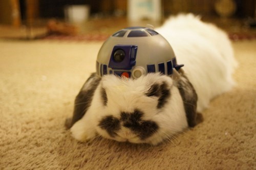 cute-overload:  R2Hop2http://cute-overload.tumblr.com