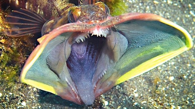 Sarcastic fringehead (Neoclinus blanchardi) These small fish look unremarkable most
