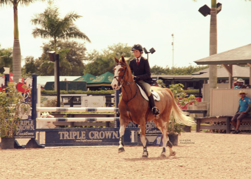 WEF &lsquo;13  In love with this horse! 