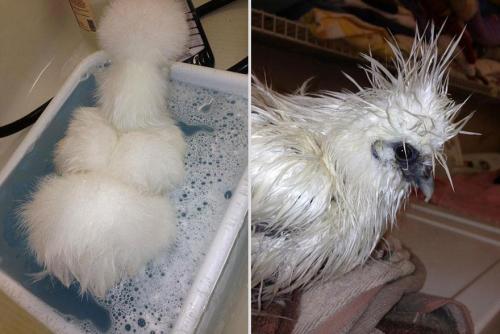 gods-filth:  deersnap:  noppppe:  buttercupbbaby:  tiny-vessels:  catsbeaversandducks:  Fluffy Chicken Saved From Laboratory Becomes Best Friends With Abandoned Two-legged Chihuahua These two adorable and unlikely animal friends, Penny the chicken and