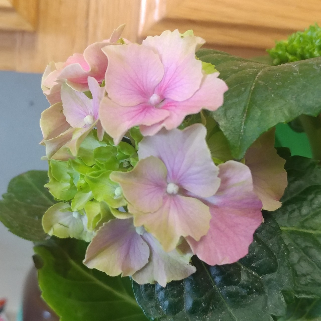 I rescued a hydrangea from the grocery store and it looks like a watercolor. I&rsquo;ve