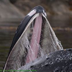 funnywildlife:Open mouth by Tom W W on Flickr.This