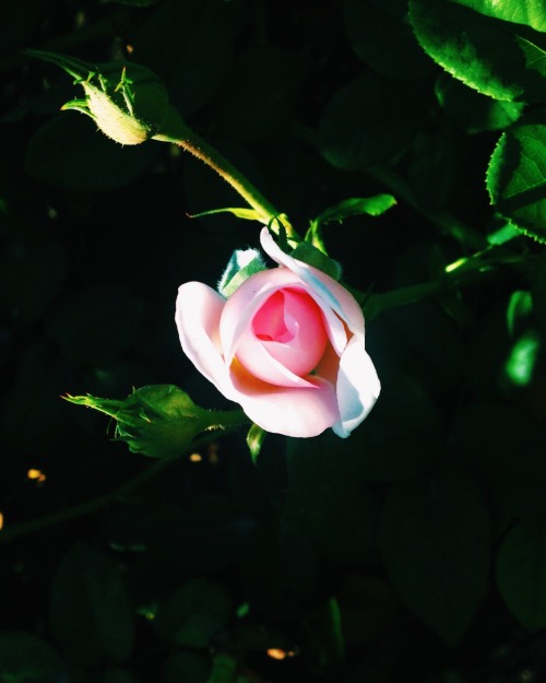 raphaelumphres:&ldquo;I SEE his blood upon the rose  And in the stars the glory of his eyes,  Hi