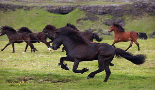 theequus:Icelandic Horse by Ragnar TH on Flickr.