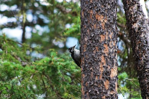 “Forest Woodpecker” Taken with Canon T6I Location: Banff, Alberta, Canada Taken: Summer 