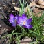 violetsandgreenleaves