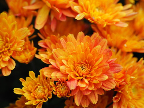 forgottenmorsecode:Shades of chrysanthemums, yellow and orange