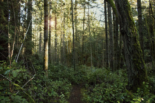 Linley Forest by Zoey Thompson on Flickr.