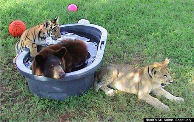 catsbeaversandducks:  Lion, Tiger And Bear Raised Together After Rescue From Drug