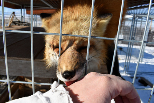 It’s been six years since I’ve first interacted with a rescued/tame fox, as of this December, and it