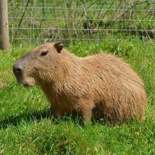 Hup #capybara #carpincho #capivara  www.instagram.com/p/CJF-J6ZgA0m/?igshid=1s6rkeooo7fnj