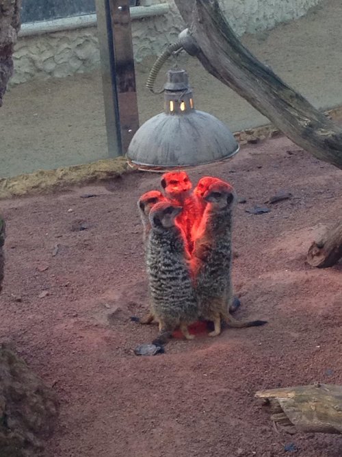 jaubaius: Warm Meerkats