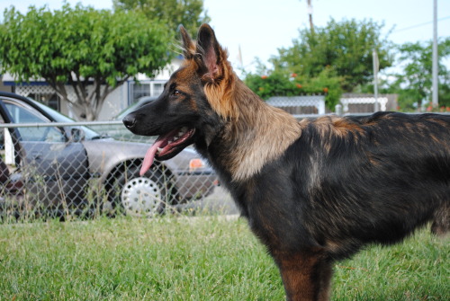 pawsitivelypowerful: My handsome boy.