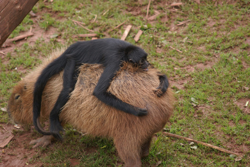 animalssittingoncapybaras:Spider Monkey sitting on a Capybara.