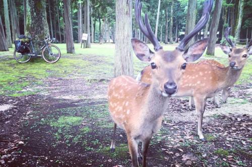 ryuichi-bike:  鹿と友達になれるのがこのキャンプ場の魅力です。 (宮島包ヶ浦自然公園キャンプ場)