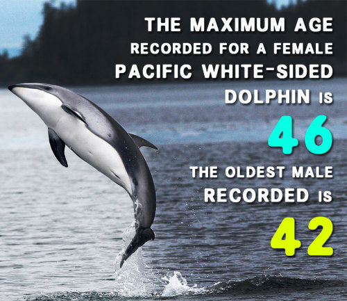 vbasement:  Get to know dolphins! 