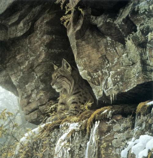 antiqueanimals:  Robert Bateman (b. 1930), At the Cliff