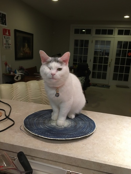 peepsbeeps:The recent addition of placemats has increased countertop loitering by 80%