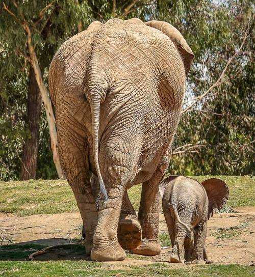sdzoo:If you thought a new baby elephant would take Zuli out of the limelight, you were wrong. Photo