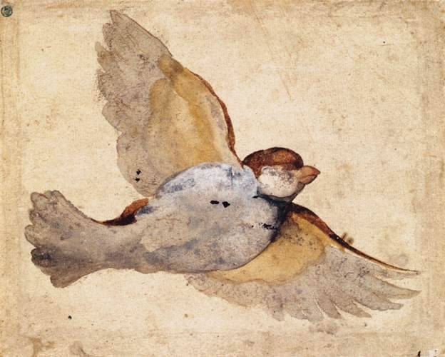 renaissance-art:     Giovanni da Udine  c. 1515-1520   Study of a Flying Sparrow