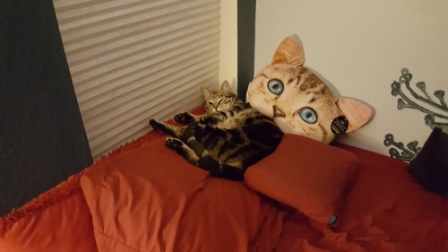 the-orphan-jedi: Scooter’s new favorite sleeping spot is on my pillow above my head