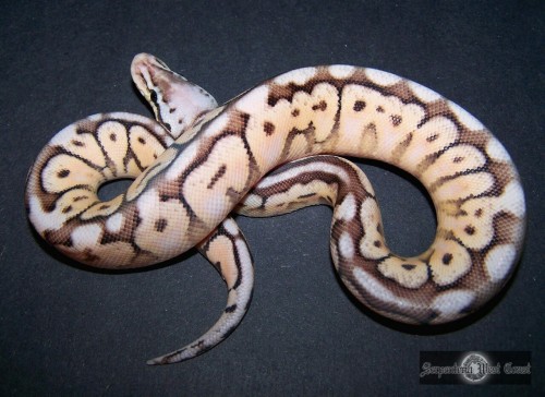 Pewterbee (cinnamon x pastel x spider)2014 male hatchling
