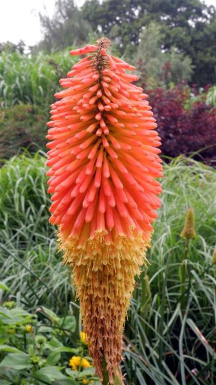 Kniphofia - Red Hot Poker - Torch Lily.