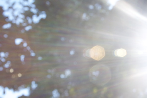 em-muh:  plants and sun spots 